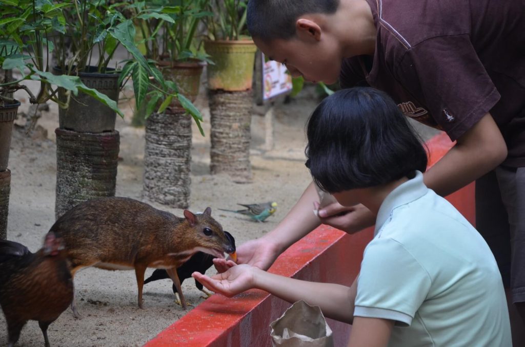 wilf life park feeding animal