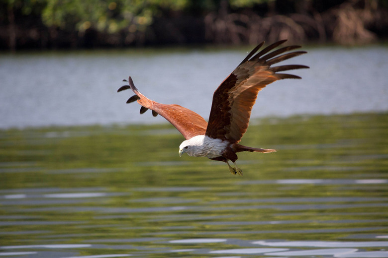 Langkawi Mangrove Tour