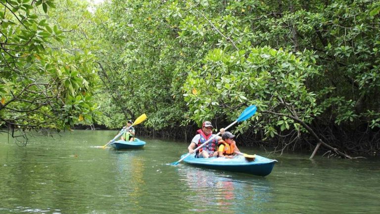 mangrove kayaking experience