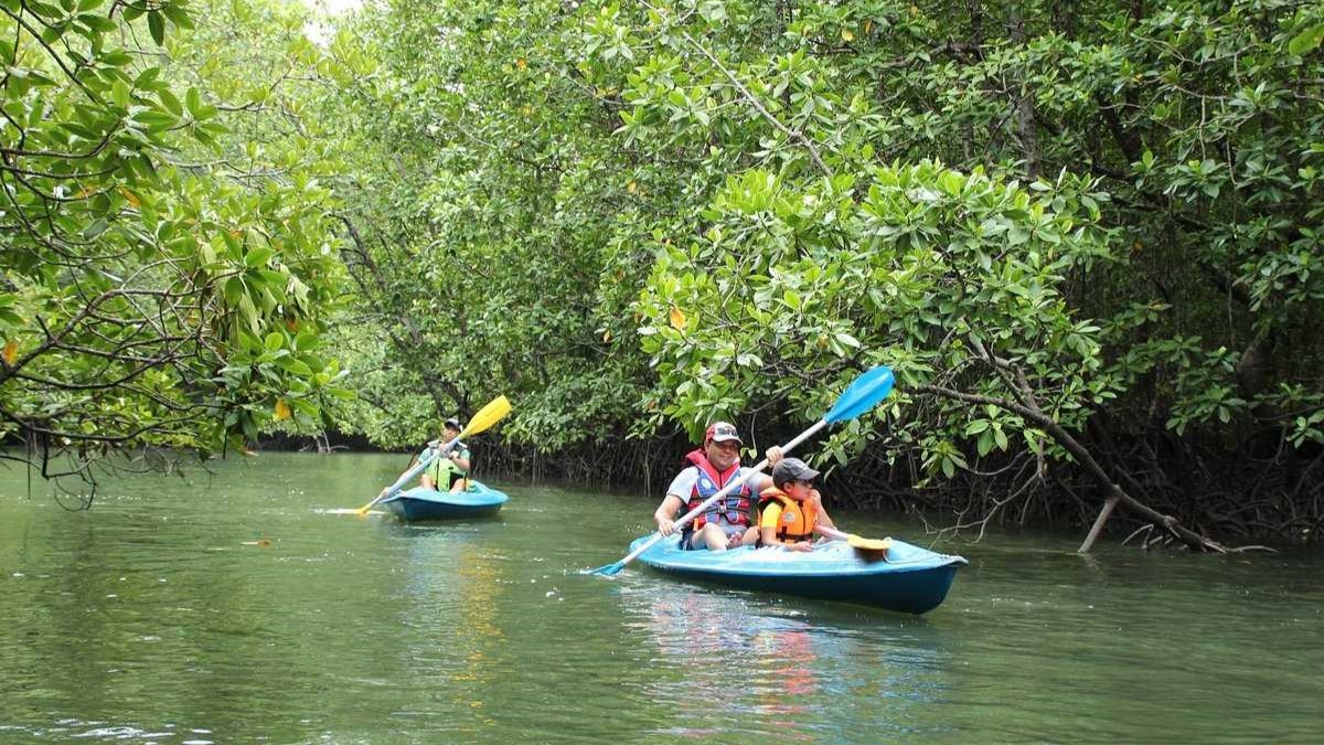 Langkawi Mangrove Kayaking