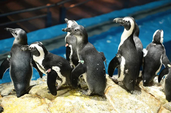 best indoor activities in langkawi during rainy season Underwater World Langkaw