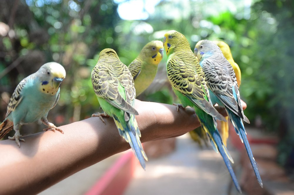best indoor activities in langkawi during rainy season Langkawi Wildlife Park