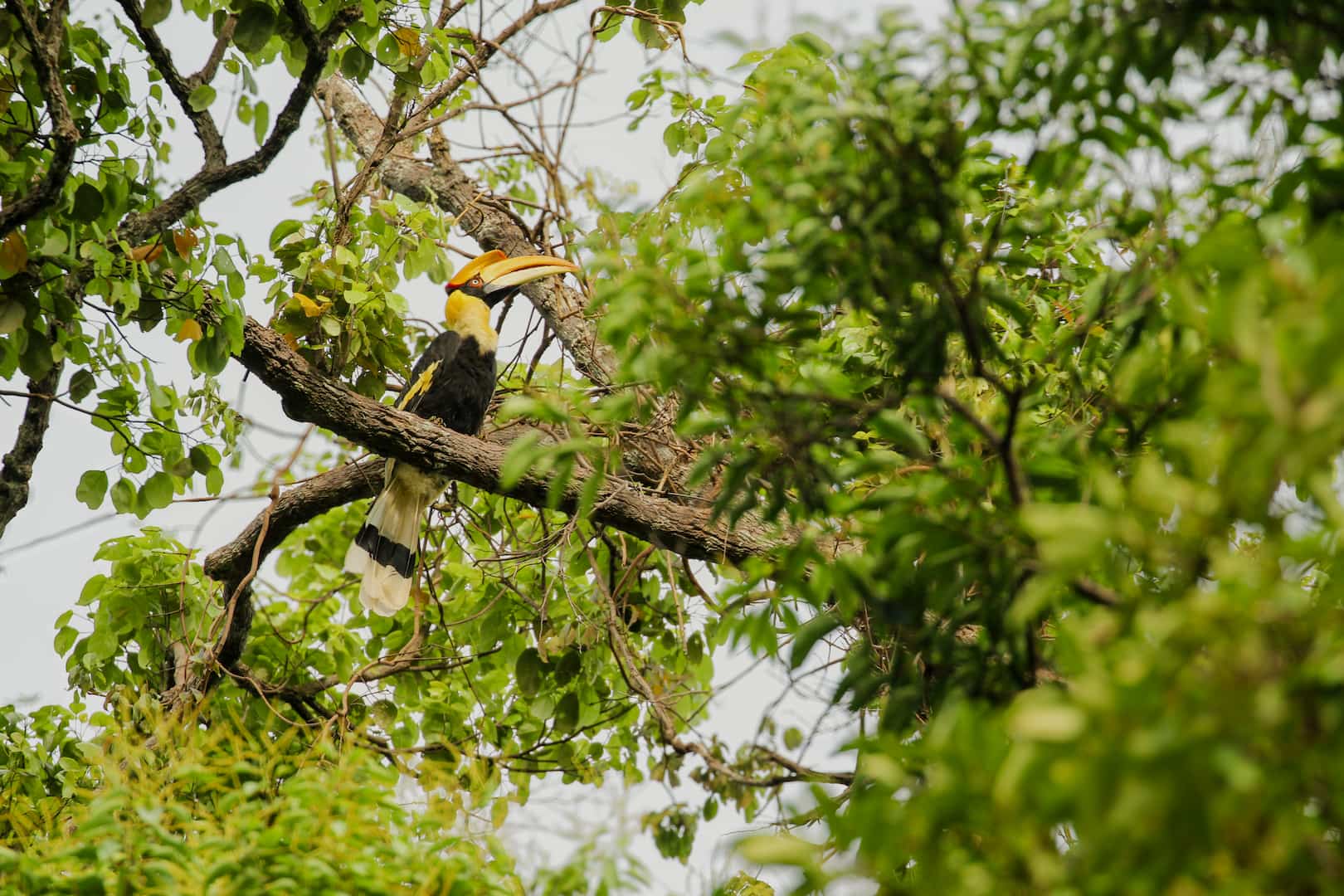 Kubang Badak Hornbill Langkawi