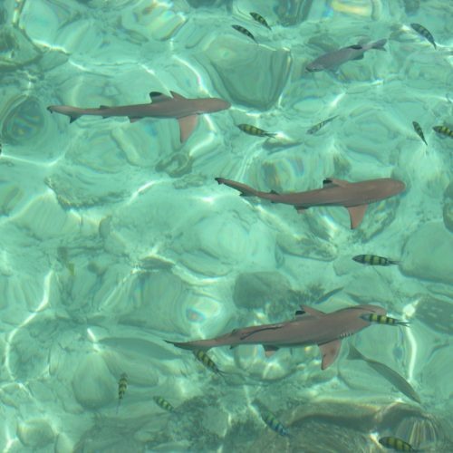 Best Islands in Langkawi to Explore Pulau Payar