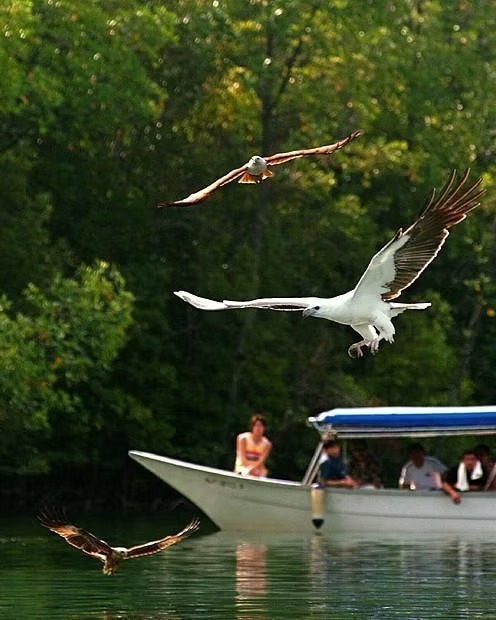 Best Islands in Langkawi to Explore Pulau Singa Besar