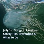 jellyfish info in langkawi