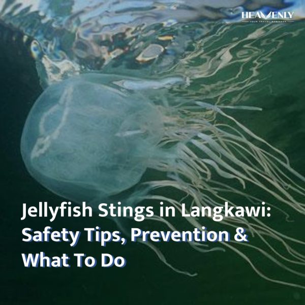 jellyfish info in langkawi