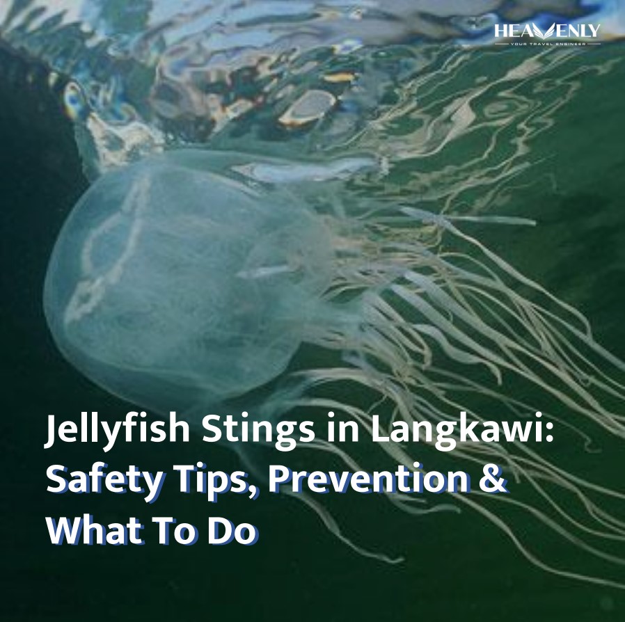 jellyfish info in langkawi