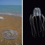 langkawi jellyfish tips